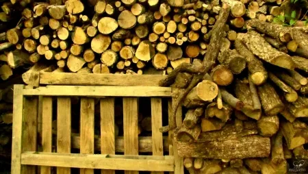 写真 Bohorquez - Palos de Moguer