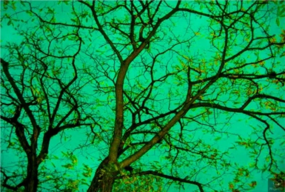 写真 Bohorquez - Verde