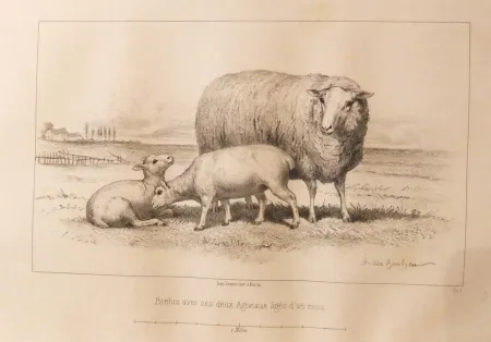 挿絵入り本 Bonheur - Considérations sur les bêtes à laine au milieu de XIXe siècle, et notice sur la race de la charmoise