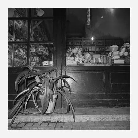 写真 Canovas - ACHING PLANTS - 1