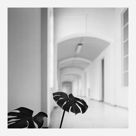 写真 Canovas - ACHING PLANTS - 2