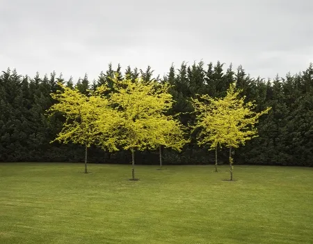 写真 Canovas - SEVENTH HEAVEN - 1