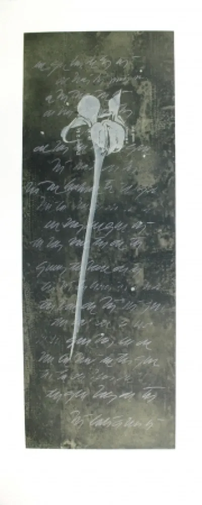 エッチングと　アクチアント Conte - El lenguaje de las flores I