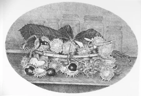 エッチング Cotugno  - Cestino