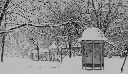 エッチング Cotugno  - Gennaio. Isola Carolina