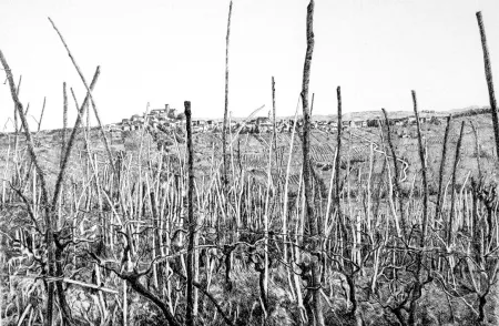 エッチング Cotugno  - Rovescala