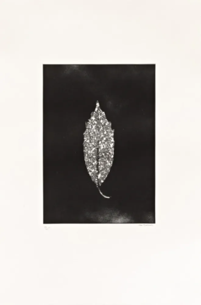 エッチング Couturier - Aucuba