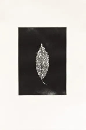 エッチング Couturier - Aucuba