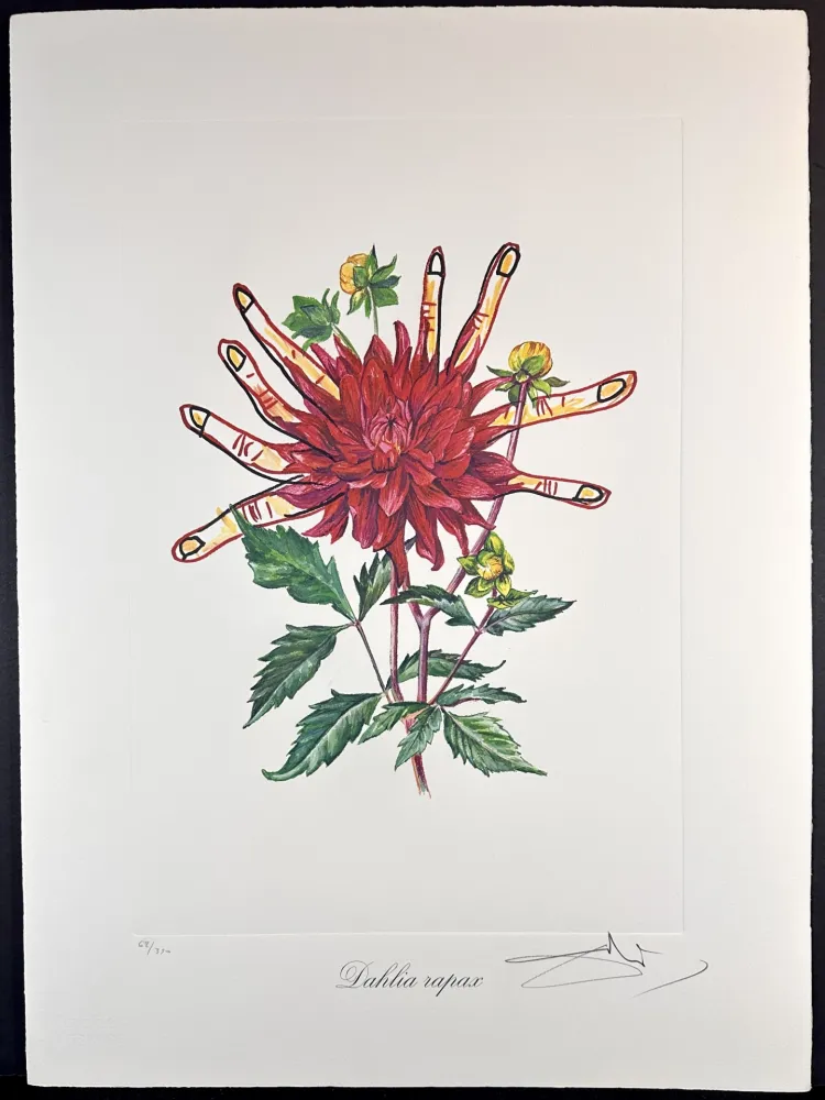 彫版 Dali - Florals Dahlias of Dali