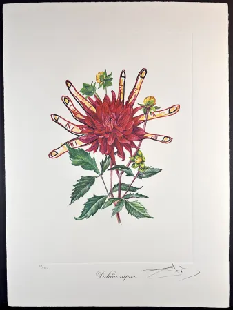 彫版 Dali - Florals Dahlias of Dali