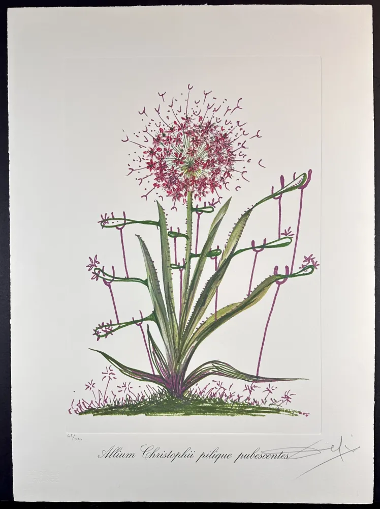 彫版 Dali - Florals Desert Cactus