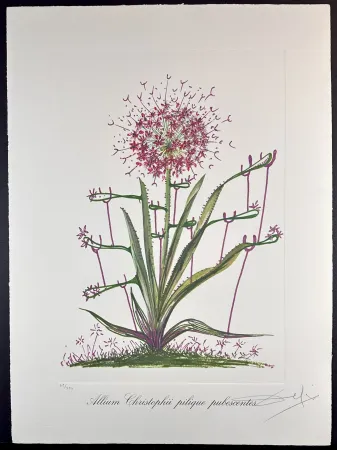 彫版 Dali - Florals Desert Cactus