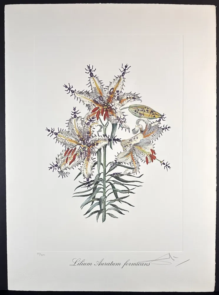 彫版 Dali - Florals Erotic Lily