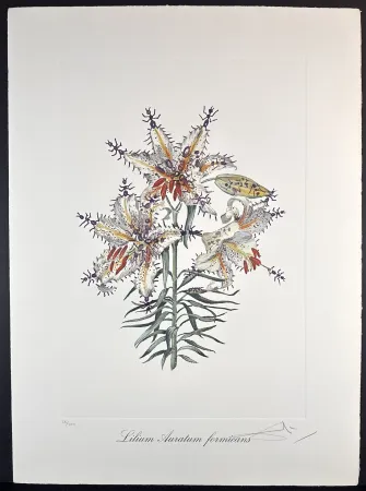 彫版 Dali - Florals Erotic Lily