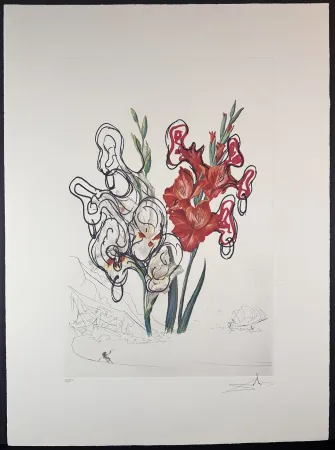 彫版 Dali - Florals Gladiolus Costa Brava