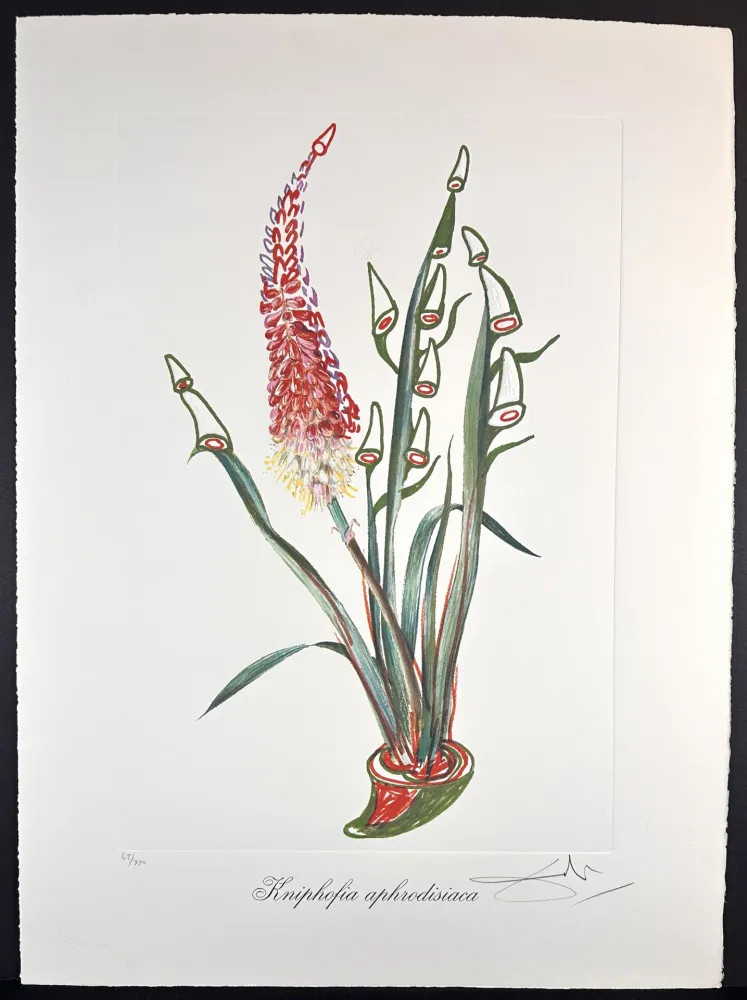 彫版 Dali - Florals Rhinoceros Stock