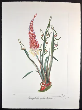 彫版 Dali - Florals Rhinoceros Stock