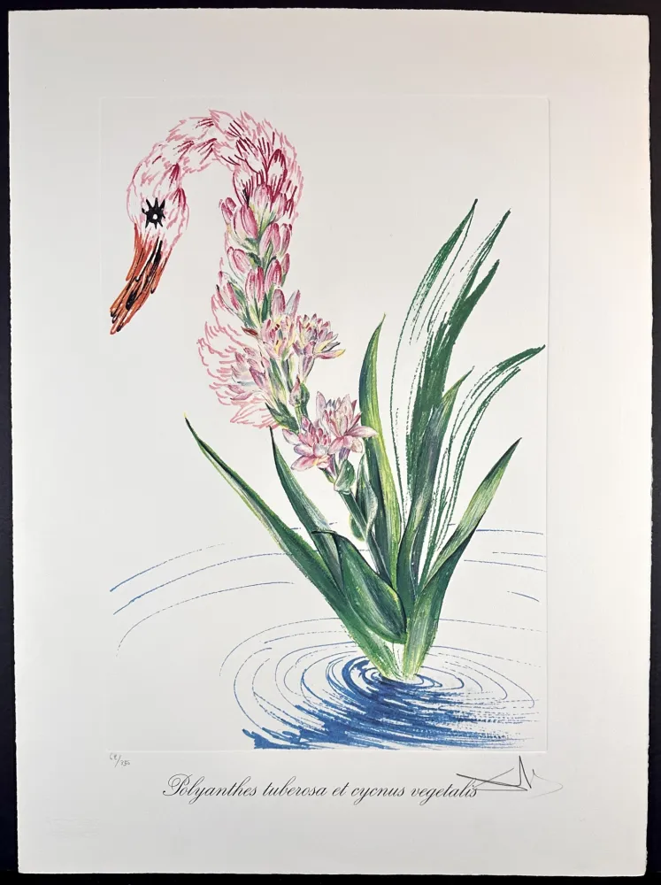彫版 Dali - Florals Water-Hybiscus Swan