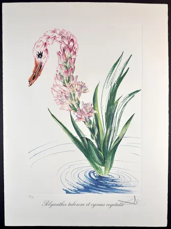 彫版 Dali - Florals Water-Hybiscus Swan