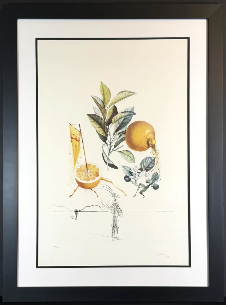 彫版 Dali - FlorDali/Les Fruits Grapefruit