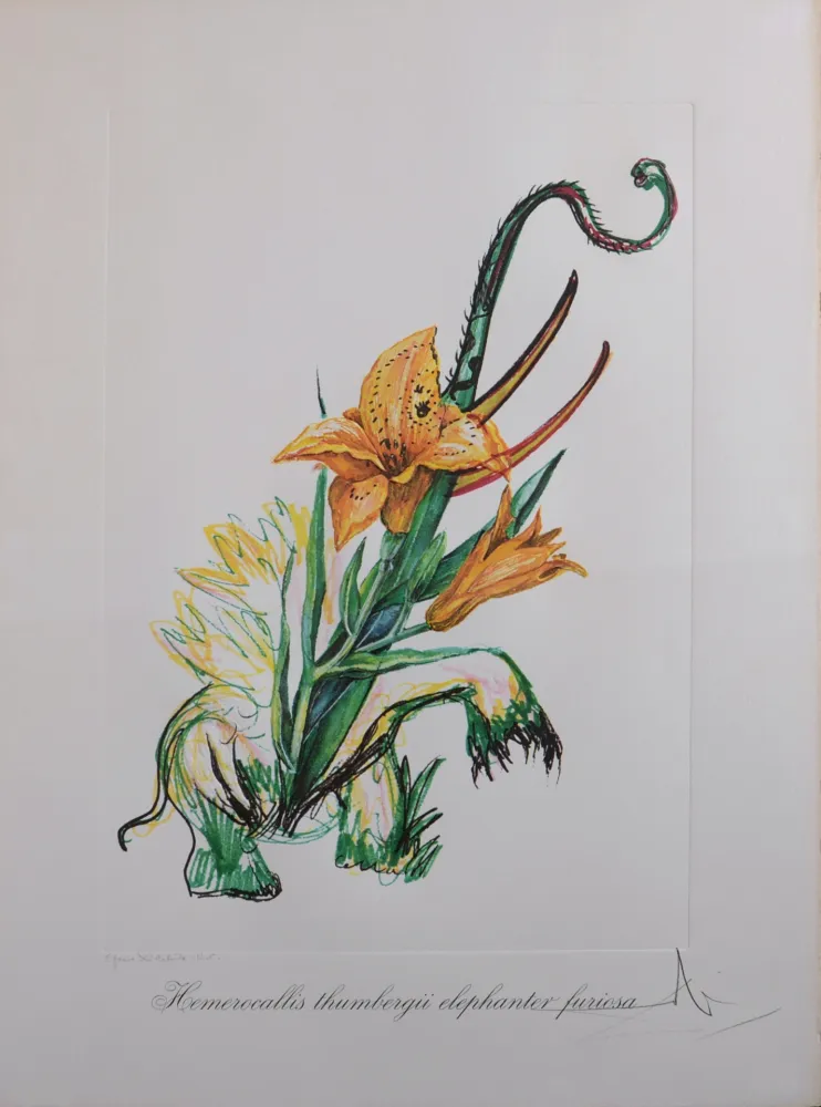 多数の Dali - Hemerocallis thumbergii elephanter furiosa, 1972 - Hand-signed!