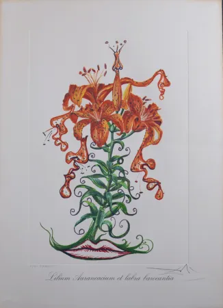 多数の Dali - Lilium Aurancacium et labra barocantia, 1972 - Hand-signed!