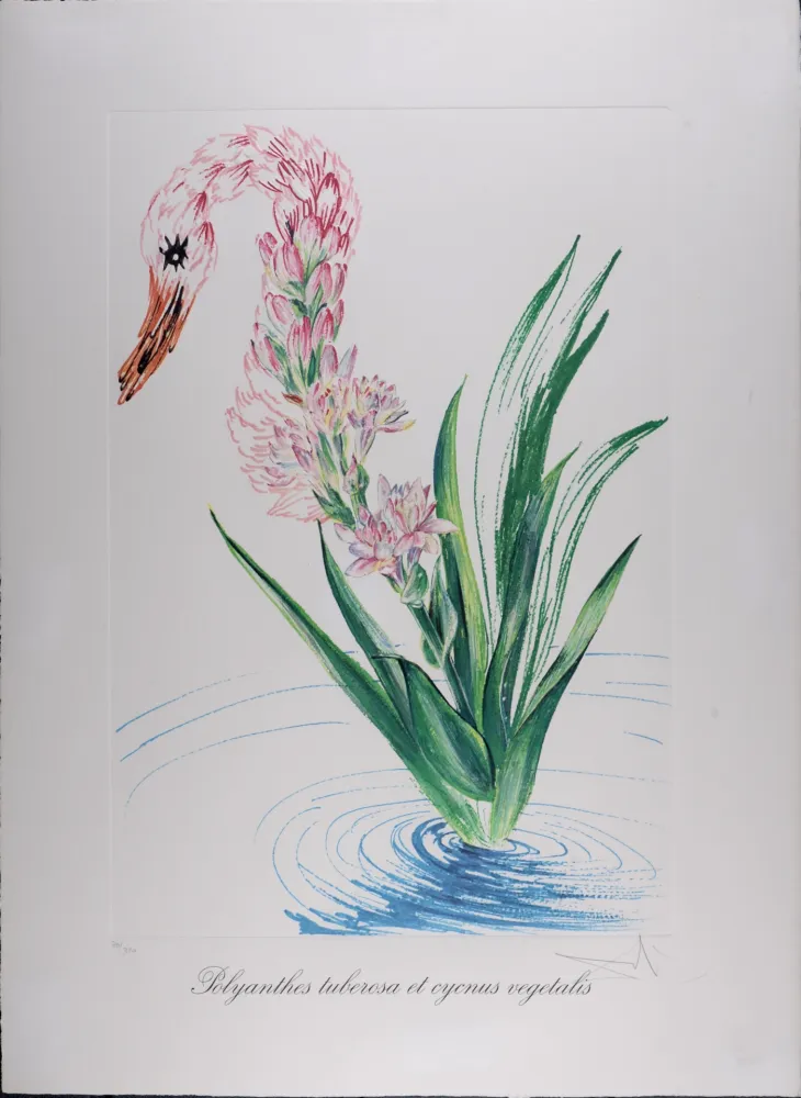 輪転グラビア印刷 Dali - Polyanthes tyberosa et cygnus vegetalis