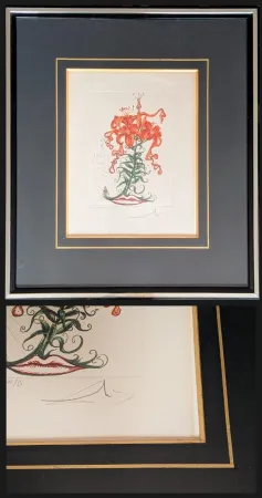 彫版 Dali - Salvador DALI - Tiger Lilies / Lilium Aurancacium et labra barocantia, 1972 - Hand-signed by Dali lower right, 1972
