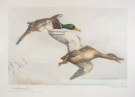 エッチング Danchin - 03 Canards sauvages - A couple of Mallards flying (Original)
