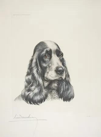 エッチング Danchin - 23 Tête de Cocker femelle - Black and white Cocker Spaniel head (Original)