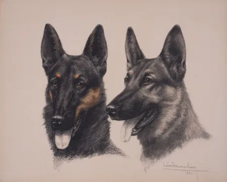 技術的なありません Danchin - Deux têtes de Berger Belge Malinois - Two Belgian Shepherd Malinois heads