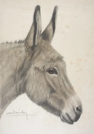 技術的なありません Danchin - Tête de baudet