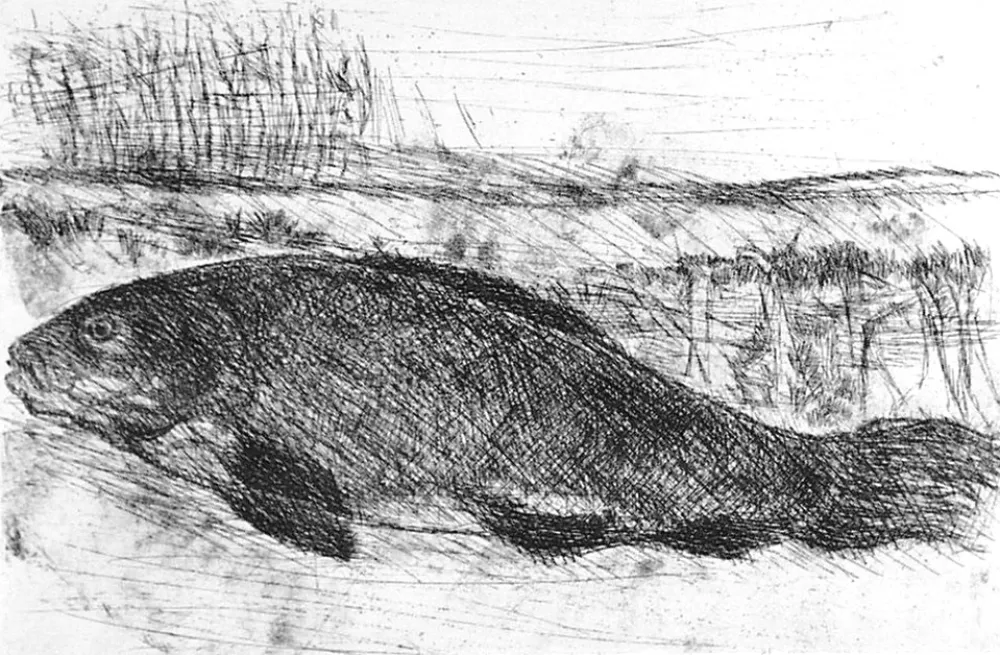 エッチング Della Torre - La tinca