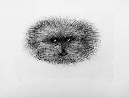 ポイントーセッシュ D'ho - Chat gris