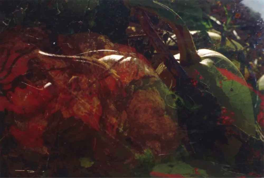 写真 Fischli - Ohne Titel (FW Funghi 19), 1998. Aus der Serie „Blumen und Pilze“.