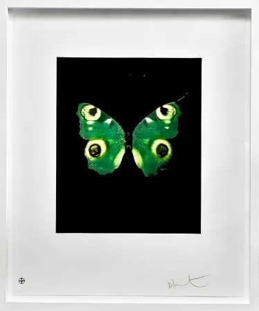 技術的なありません Hirst -  Fate - from the Butterflies portfolio, 2009 