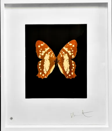 エッチングと　アクチアント Hirst - Regeneration - from the Butterflies portfolio, 2009 