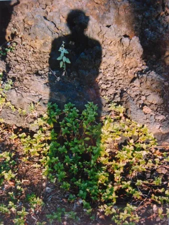 技術的なありません Jacobs - Shadows II