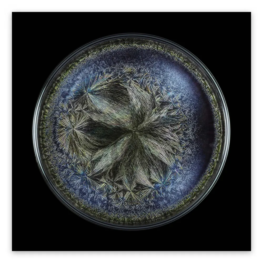 写真 Janiak - Morphogenetic field - Beluga Caviar