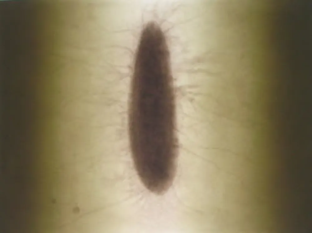 彫版 Kapoor - Untitled 02