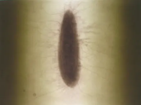 彫版 Kapoor - Untitled 02