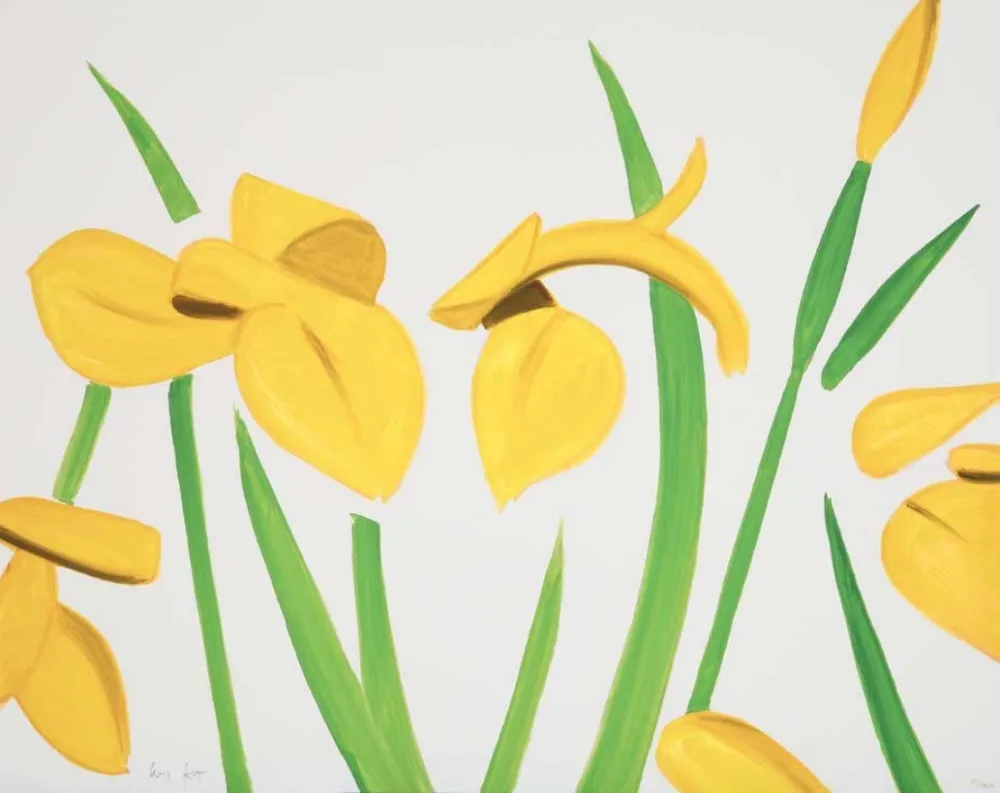 技術的なありません Katz - Yellow Flags on White