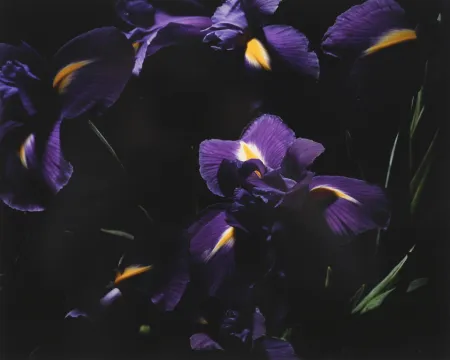 写真 Lafontaine - L’Iris bleu