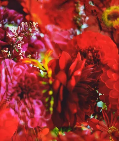 写真 Lafontaine - Paradise Lost I