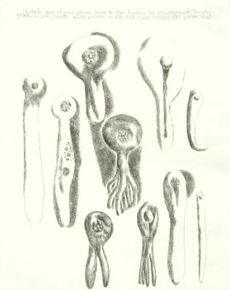 彫版 Lionni - Senza titolo