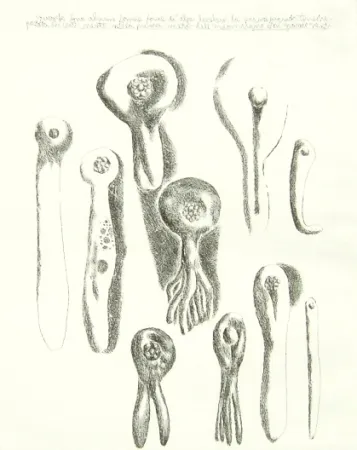 彫版 Lionni - Senza titolo