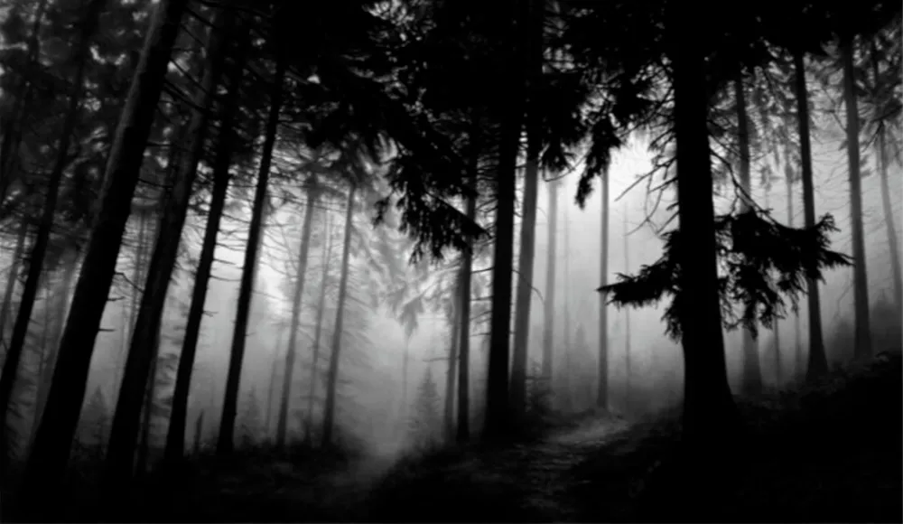 多数の Longo - Fairmount Forest