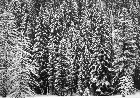 多数の Longo - White Snow Trees of the Black Forest