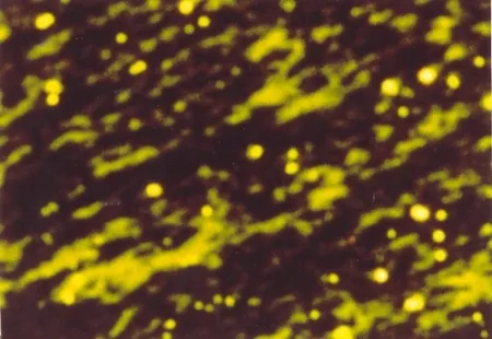 挿絵入り本 Luscher - Il sole in abisso