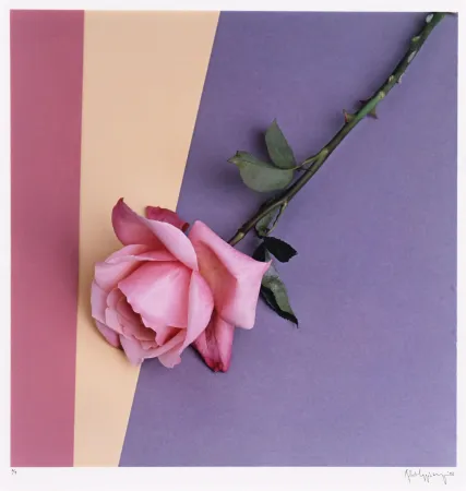 写真 Mapplethorpe - Rose
